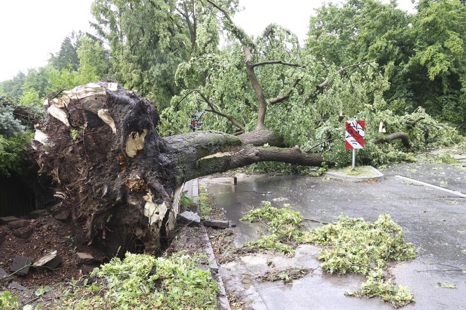 Der Sturm entwurzelte große Bäume vollständig.