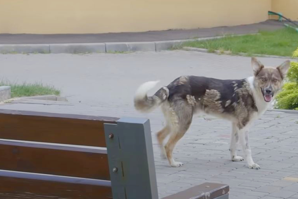 Hund bettelt in Ukraine verzweifelt um Hilfe: Was eine Frau dann tut, berührt so viele