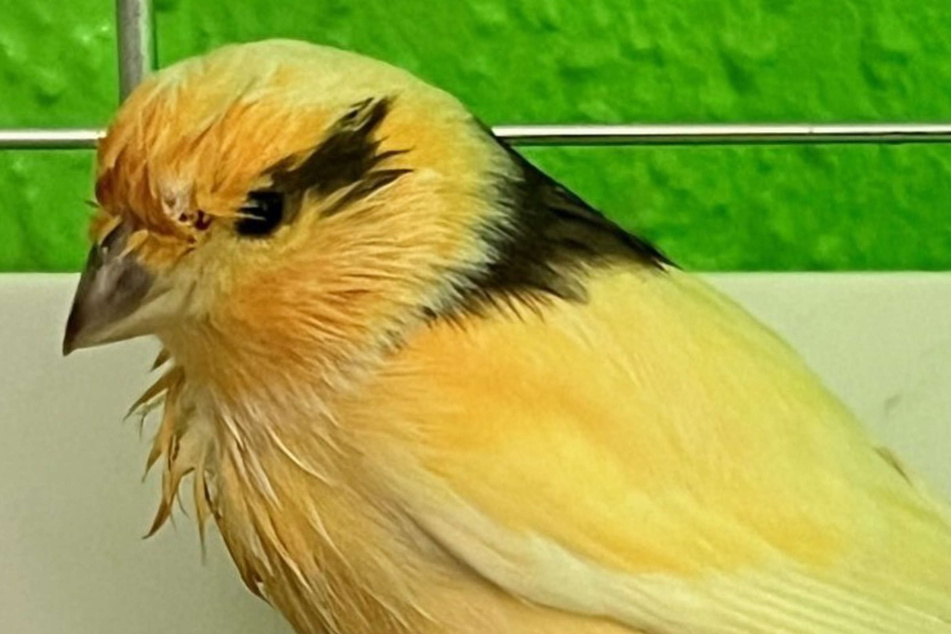 Kanarienvogel Klaus-Maria hat den Schnabel voll vom Leben im Tierheim.
