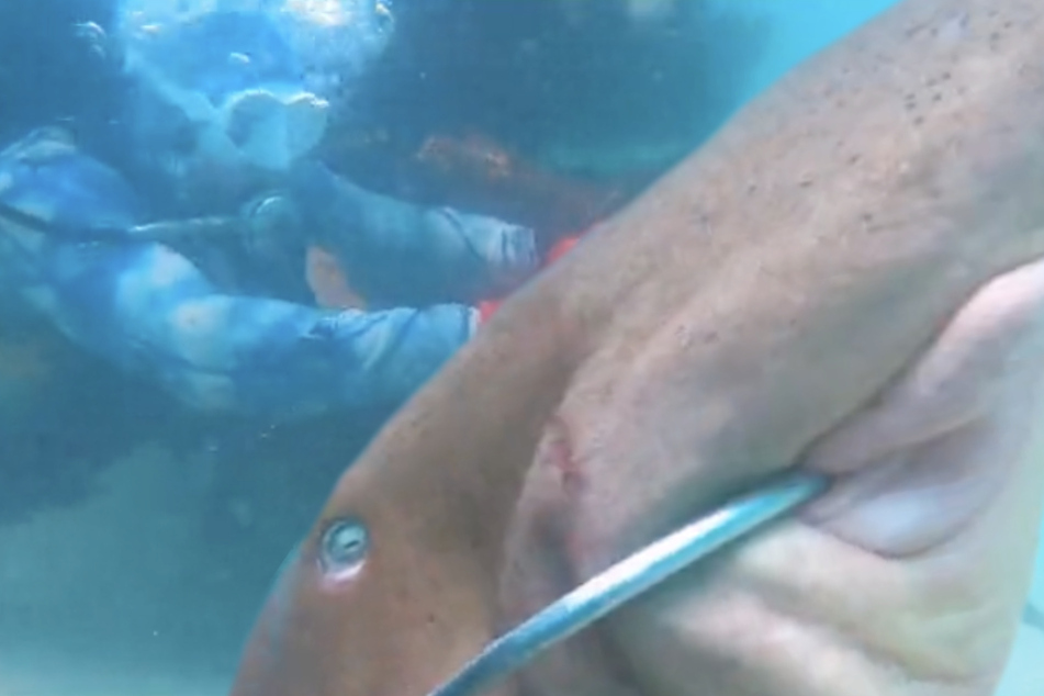 Hai kämpft um sein Leben: So wird ein Schnorchelladen zur Rettung