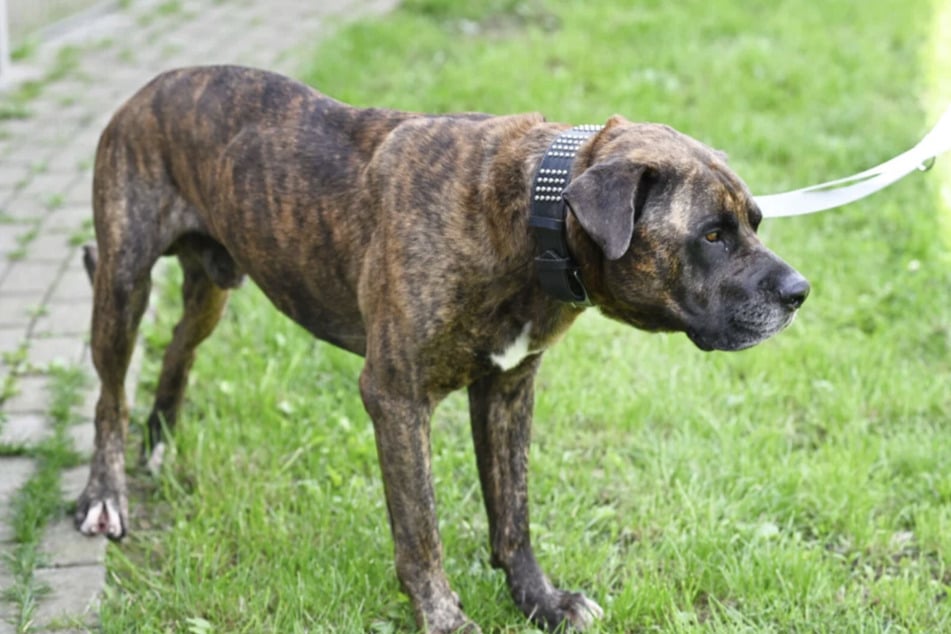 Quien lleva al perro fuerte con correa necesita un buen equilibrio.