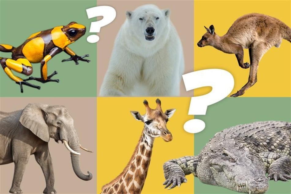 Dieses Tier-Quiz stellt Dein Wissen auf die Probe. Wie viele Fragen kannst Du richtig beantworten?
