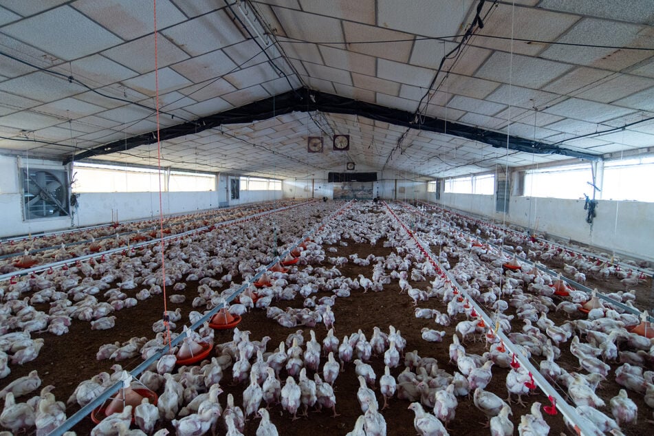 Vogelgrippe jetzt auch in Görlitz