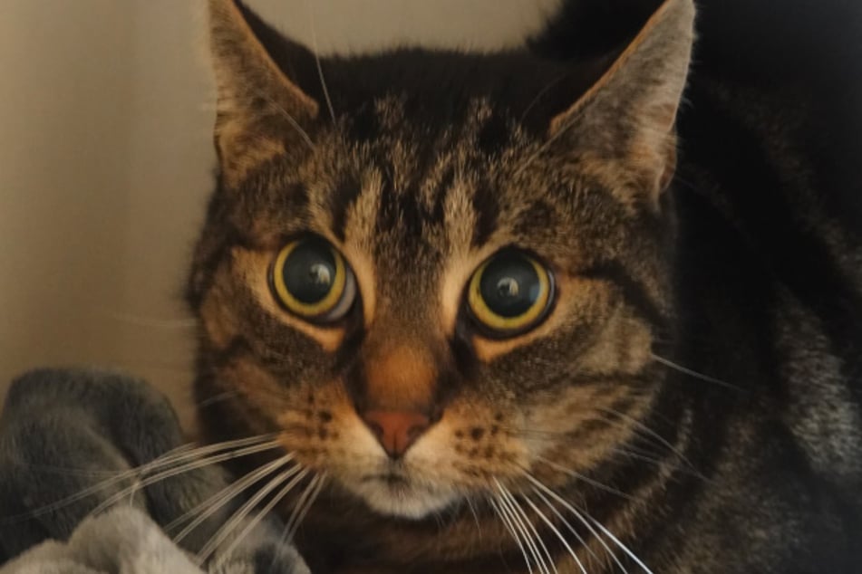 Hera Blitzi wartet im Tierheim auf ihr Happy End.