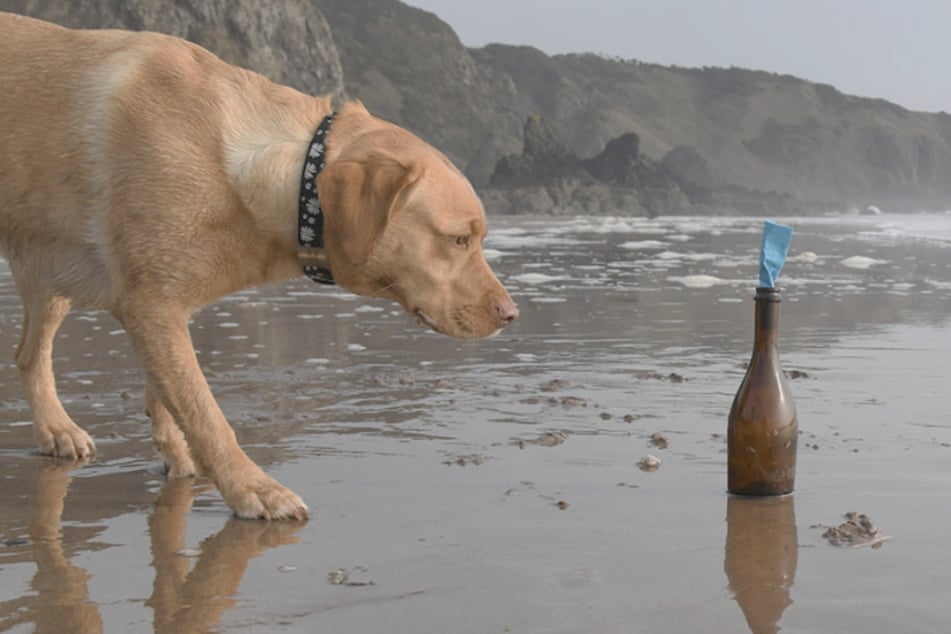 Suka labradorka Maggie natknęła się na plaży na daleko podróżną butelkę z listem.