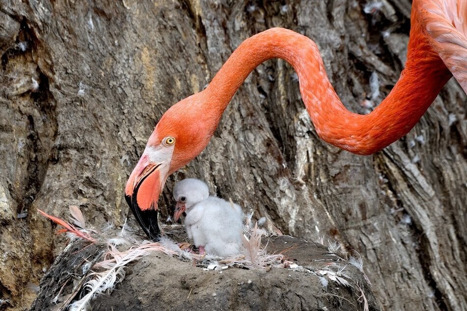 Klein und flauschig: eines der geschlüpften Kuba-Flamingos.