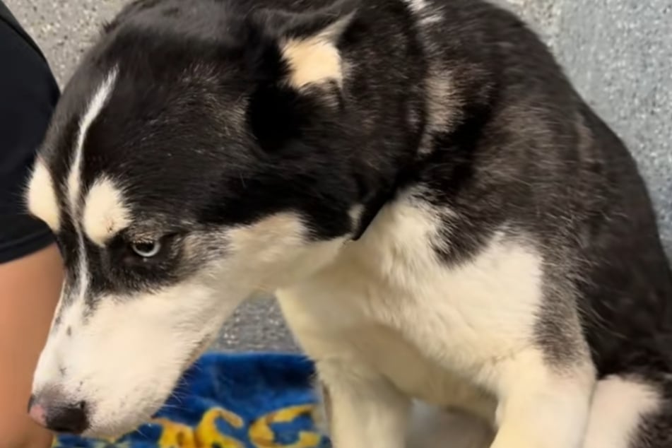 Der Kopf gesenkt, der Blick traurig: Axel muss weiter auf ein Happy End warten.