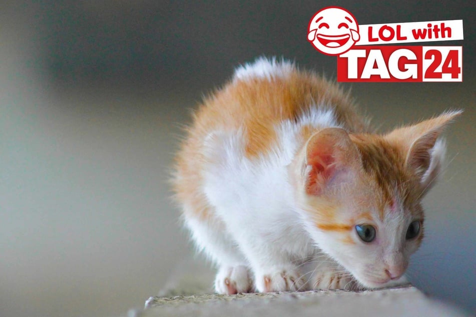 Joke of the Day for September 6, 2025: A cat funny for Caturday!