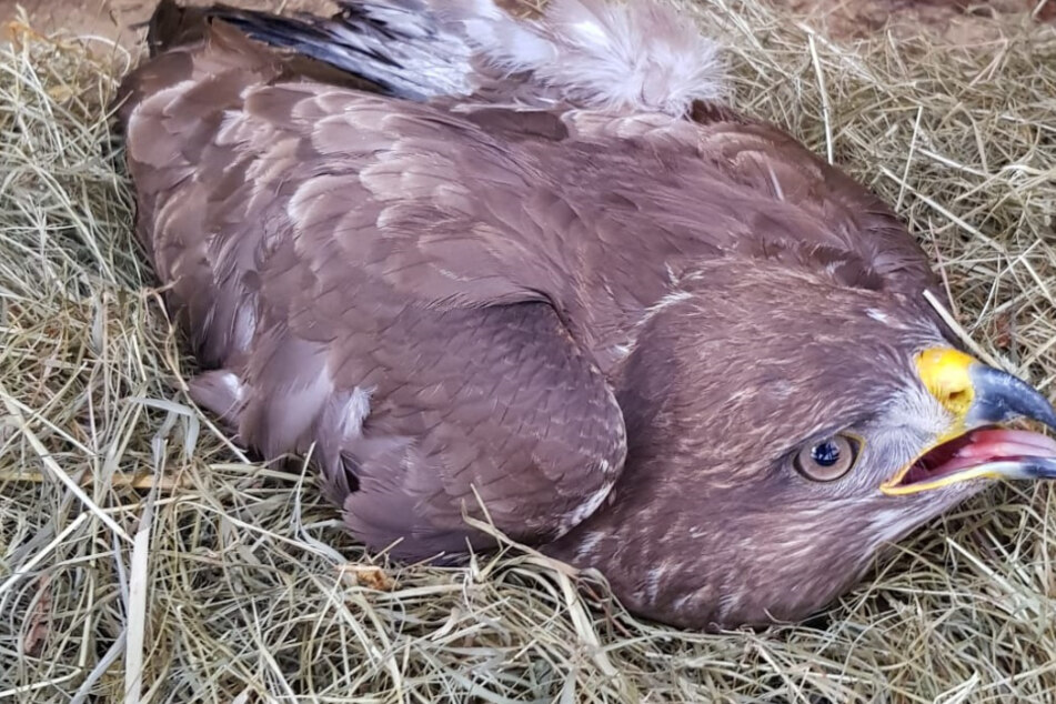 Diesen Bussard fanden die Polizisten am Straßenrand.