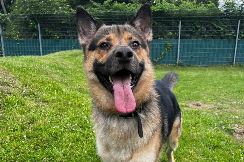 Schäferhund-Mischling Smiley aus dem Hamburger Tierheim ist auf der Suche nach einem liebevollen Zuhause.