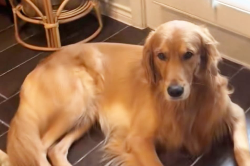 Golden Retriever wird Fell am Kopf abrasiert: Was er dann tut, lässt Lachtränen fließen