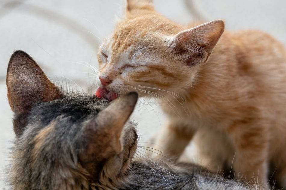 Katzen lecken sich gegenseitig ab, um bestimmte Körperstellen zu erreichen.