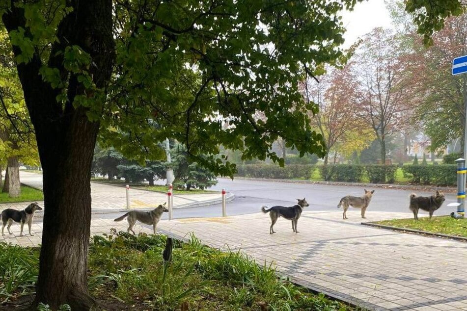 Dogs in Ukraine line up artfully, and the reason why is awe-inspiring