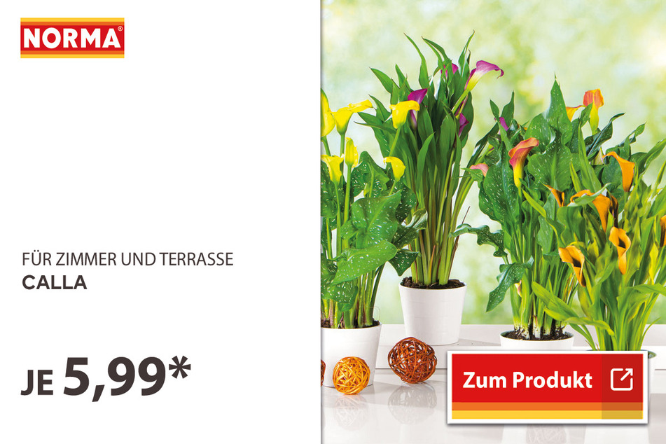 Calla für 5,99 Euro