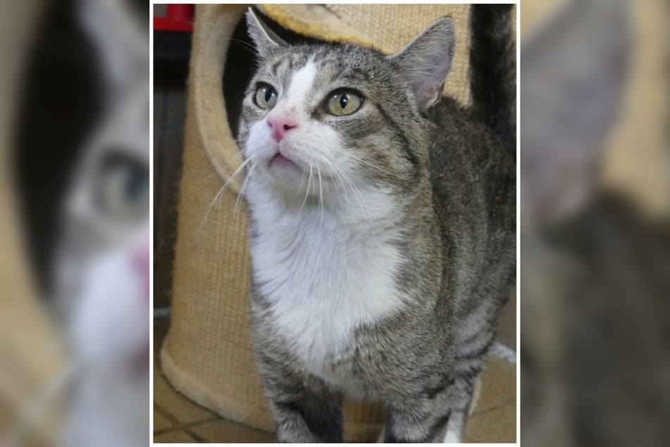 Streuners FIV-Infektion ist nicht gleichbedeutend mit einer geringen Lebenserwartung.