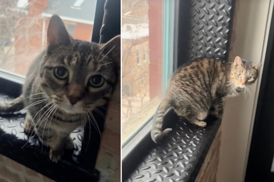 Kočka byla Meg Valenti přijata jako toulavá kočka.