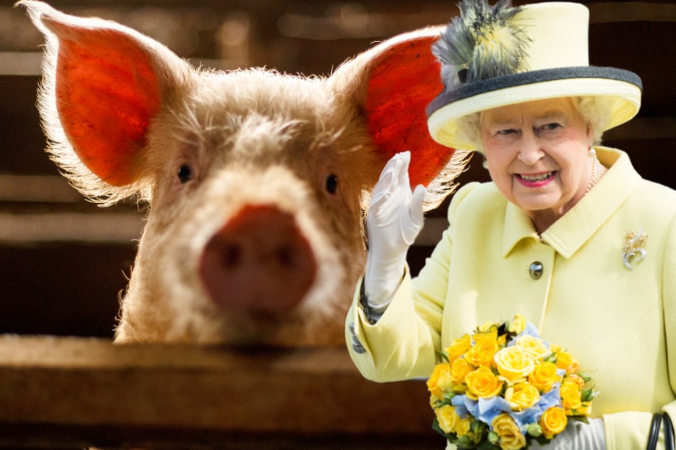 Briten als Vorreiter bei Tierrechten: Neues Gesetz zu Gefühlen von Wirbeltieren!