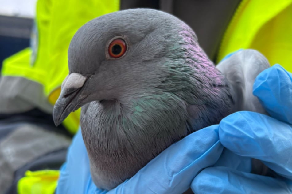 Laut Tierschützern führt das Fehlen des Taubenmanagements dazu, dass sich die Tiere unkontrolliert ausbreiten.