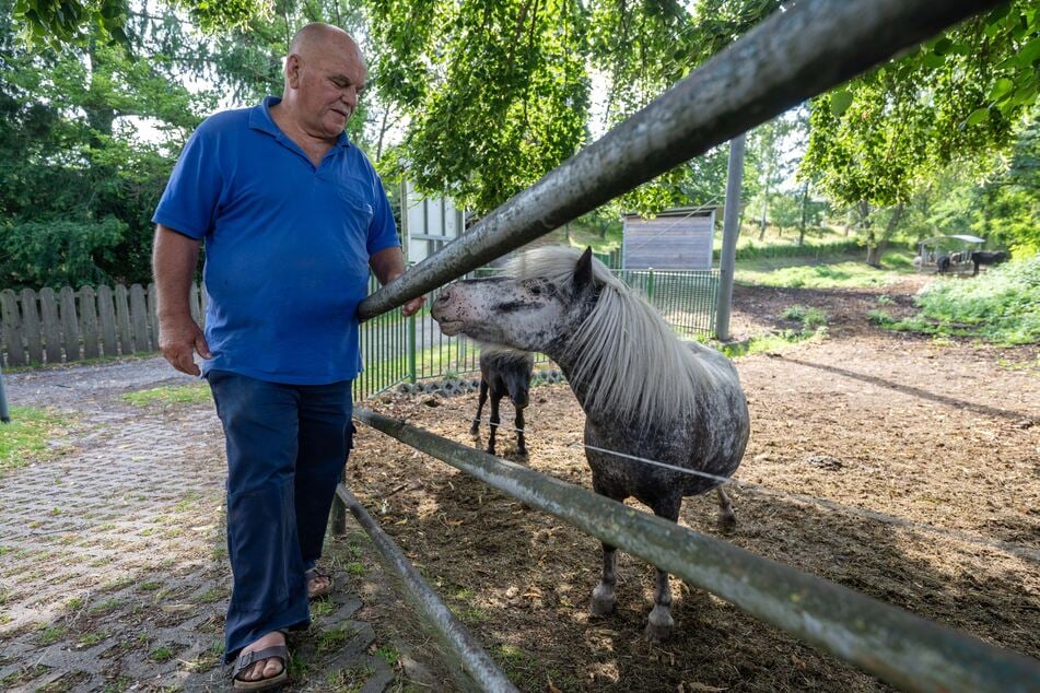 Besucher können kostenlos und rund um die Uhr unter anderem Enten, Gänse, Minischweine, Ziegen, Schafe, Ponys und Esel beobachten.