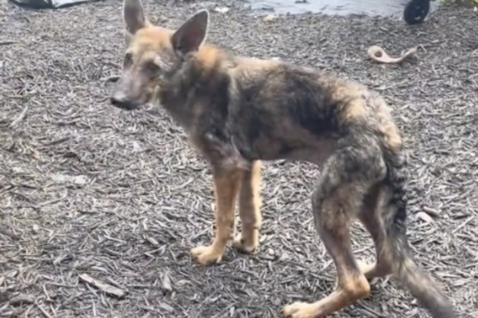 Inzwischen ist das Fell vom Schäferhund-Mix wieder nachgewachsen und auch sonst hat sich das Tier körperlich gut erholt.