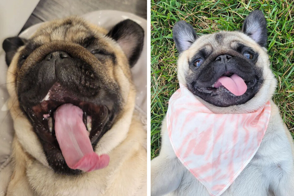 Pug twins take the dog world by storm: "Sun's out, tongues out!"