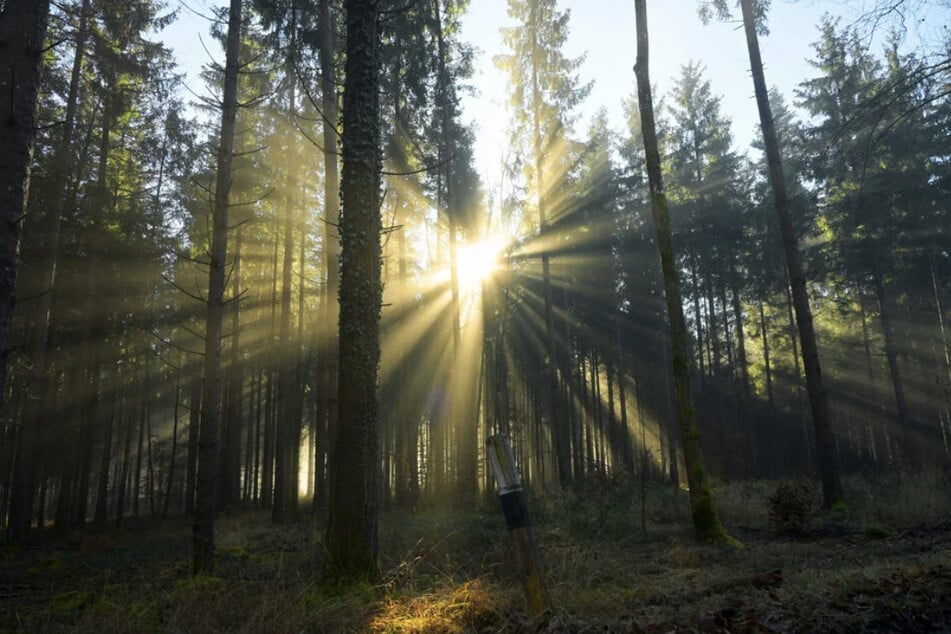 In einem Waldstück ging es für den Subaru-Fahrer nicht mehr weiter. (Symbolfoto)