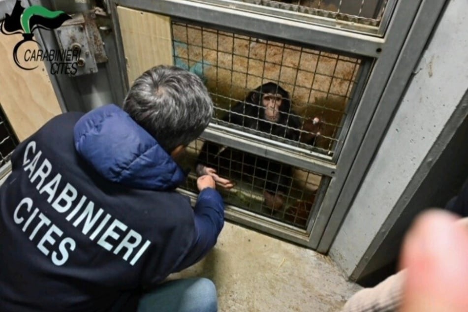 Die Polizei hat auf Sizilien einen jungen Schimpansen aus einer Privatwohnung gerettet.