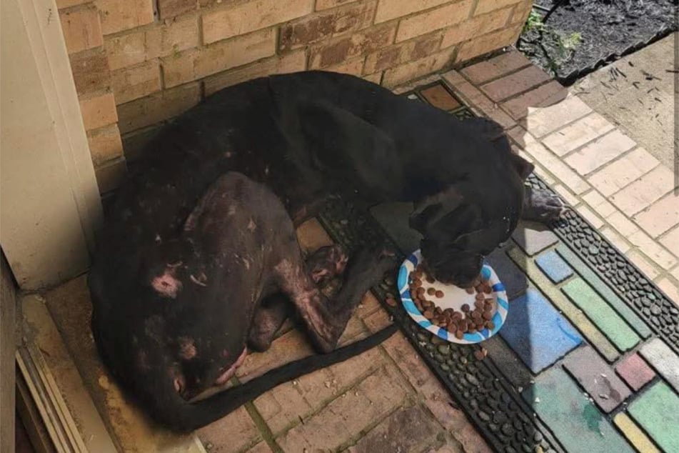 Die schwarze Dogge Stallion (4) wurde ausgesetzt und sich selbst überlassen.