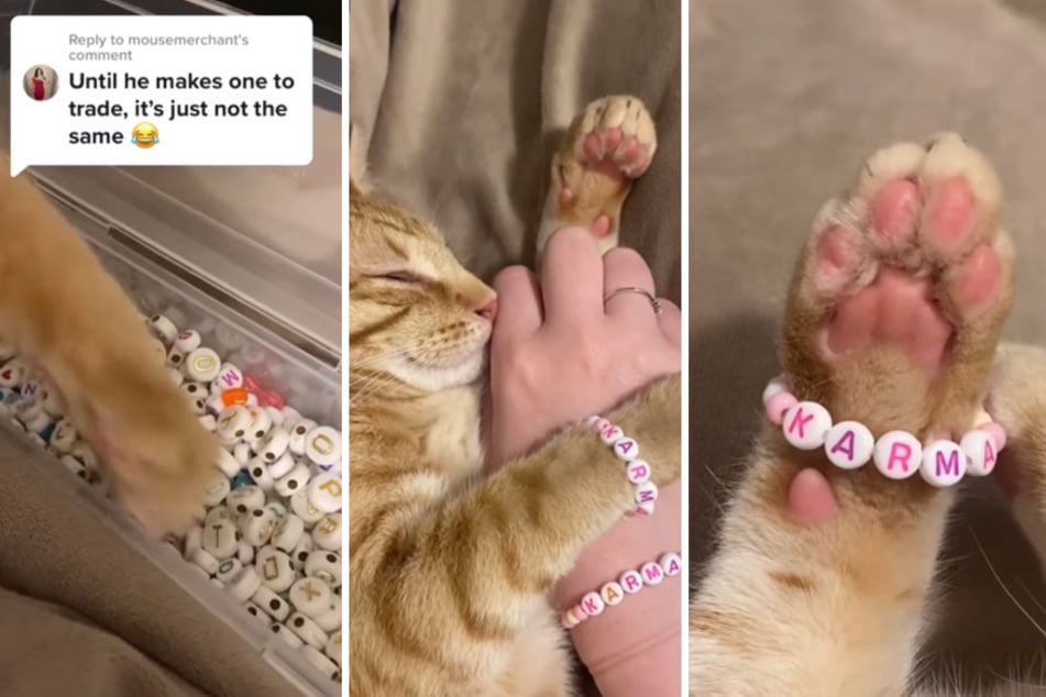 One cat opted to make a "Karma" friendship bracelet in honor of Taylor Swift's The Eras Tour.