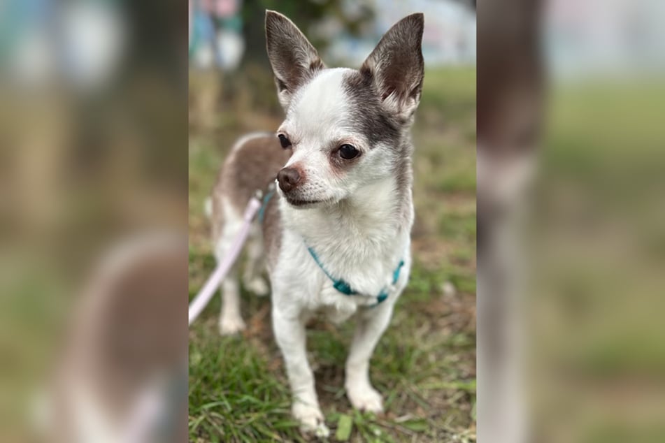 Chihuahua-Dame Kira ist schätzungsweise 2009 geboren und demnach etwa 14 bis 15 Jahre alt.