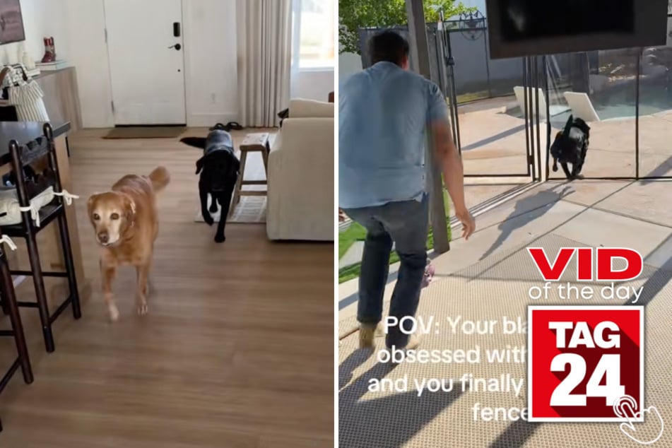 This couple thought the new pool fence would finally stop their black lab from diving in – but the determined pup had other ideas!