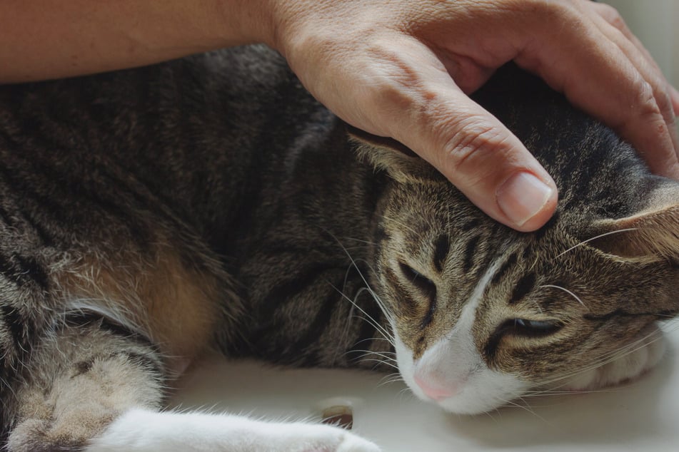 Munition steckte noch im Körper! Katze angeschossen und verletzt
