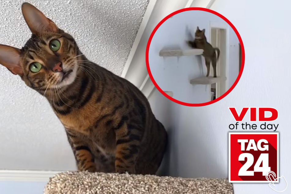 Wednesday's Viral Video of the Day features a cat named Raja who loves to be adventurous and jump around on her custom-built shelves.