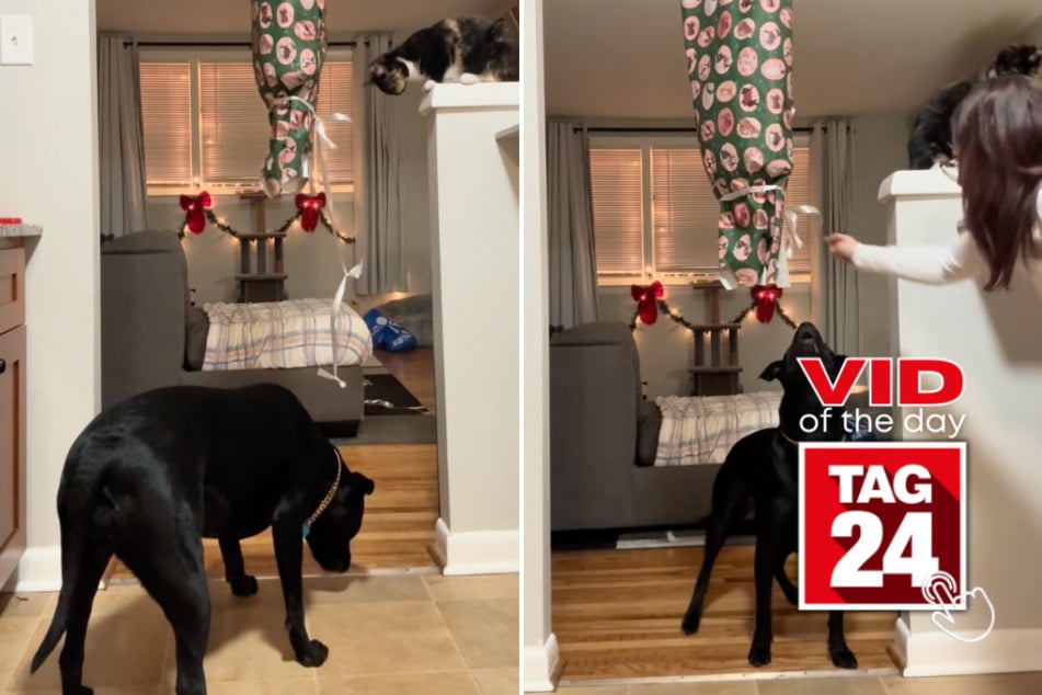 viral videos: Viral Video of the Day for December 25, 2025: Cat stares judgmentally as dog earns her Christmas toys!