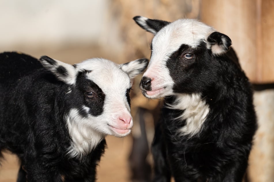 Die Jungtiere leben sich derzeit noch im Schaubauernhof der Wilhelma ein.