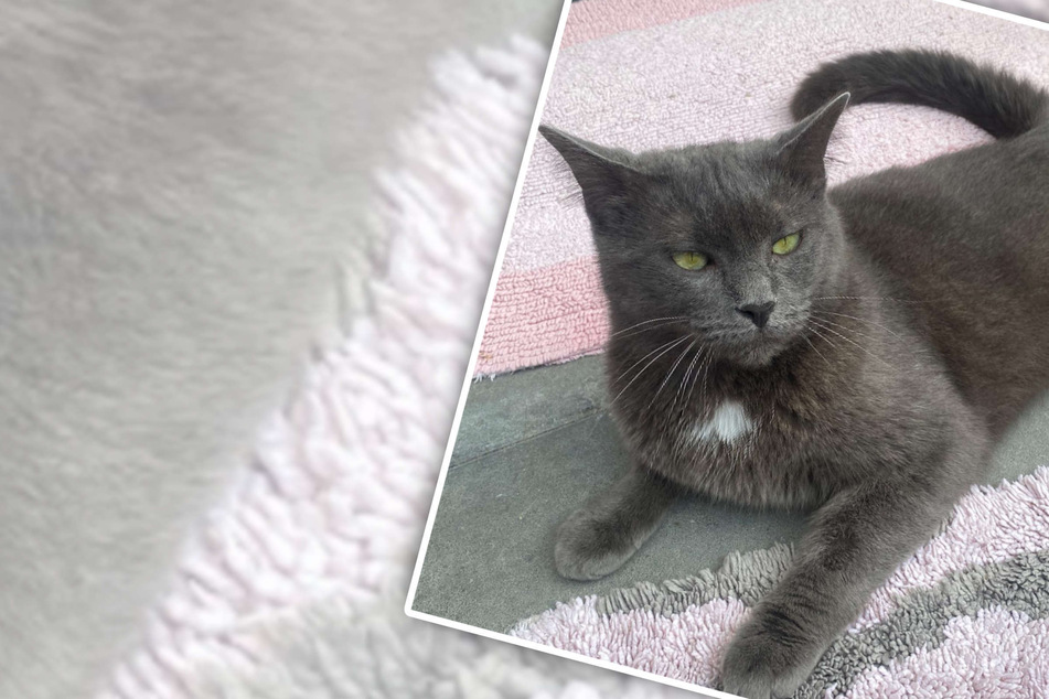Besitzer meldet Katze als verstorben: Als er erfährt, dass sie lebt, reagiert er unerwartet