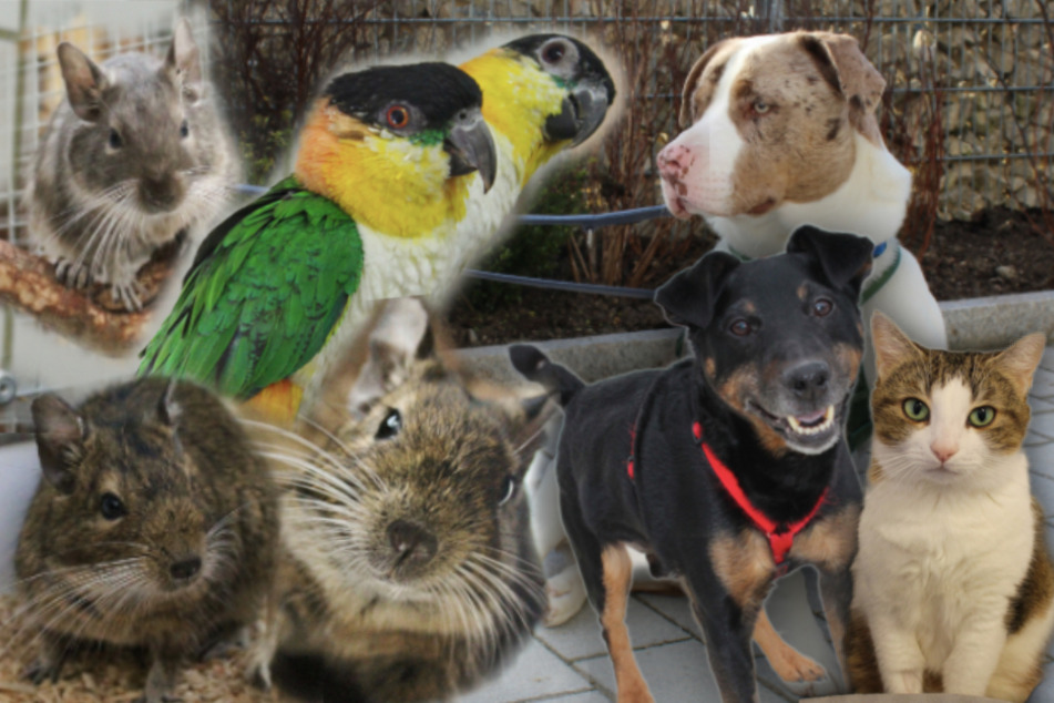 8 besondere Hunde, Katzen und mehr: Diese Haustiere suchen dringend ein Zuhause
