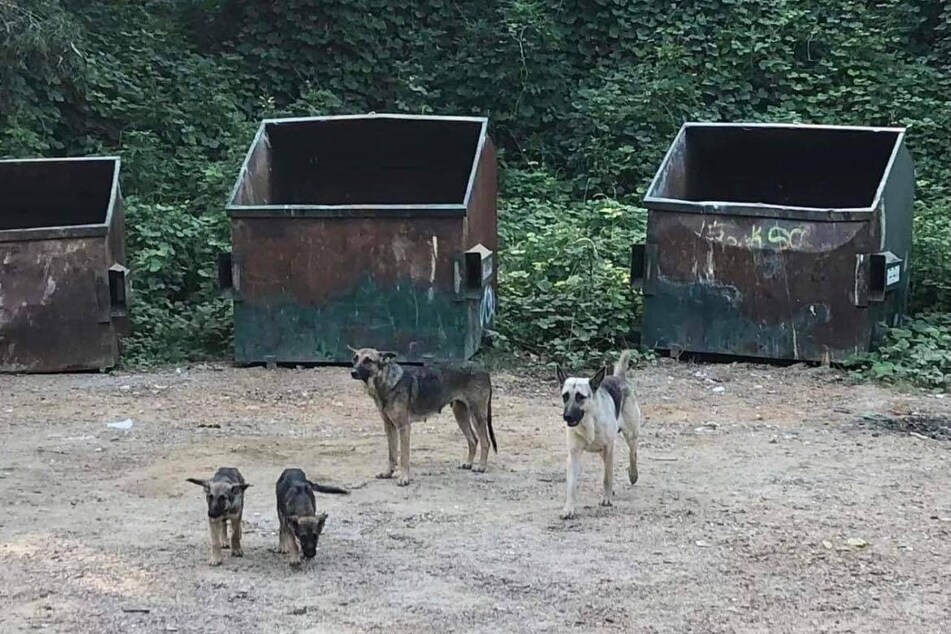 Auf einer öffentlichen Müllkippe im US-Bundesstaat Mississippi wurden die vier Hunde ausgesetzt.