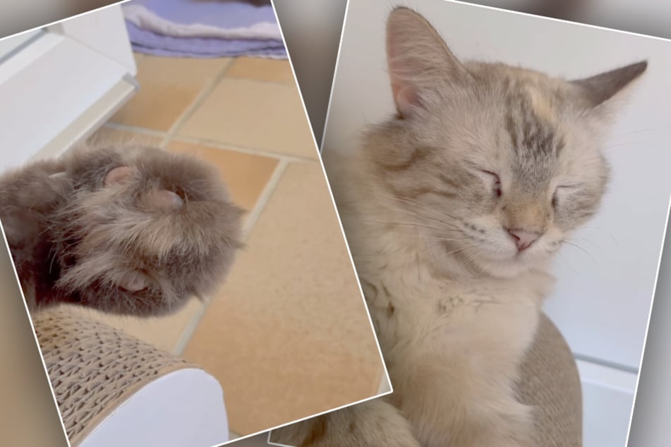 Katze Rose besitzt neben einem speziellen Charakter auch die Seltenheit von behaarten Fußballen.