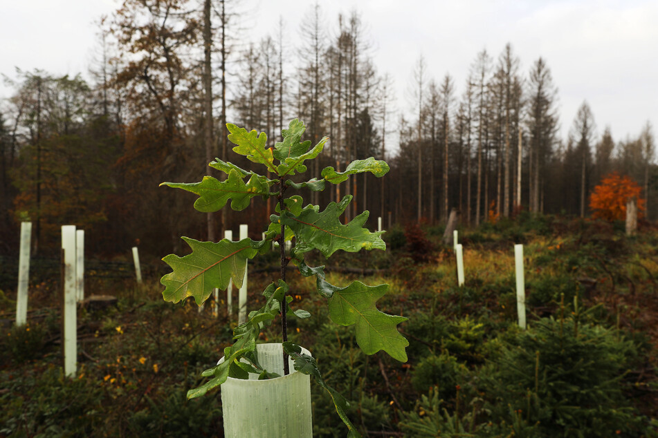 Der Waldzustandsbericht für NRW hatte ergeben, dass nur noch 28 Prozent aller untersuchten Bäume vollständig gesund sind.