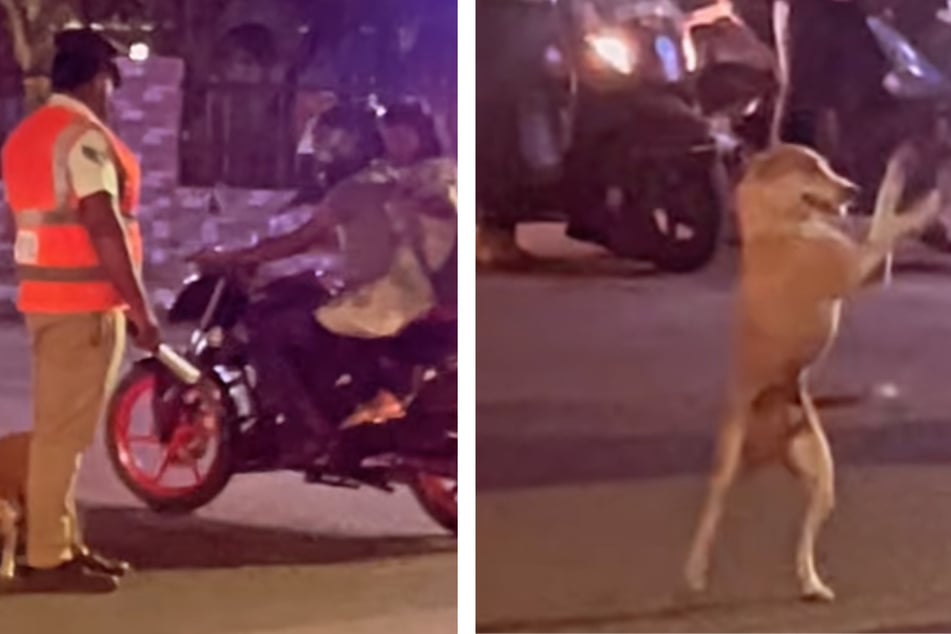 Treuer Hund steht auf Verkehr: Bei diesem Helfer braucht es keine Ampeln mehr