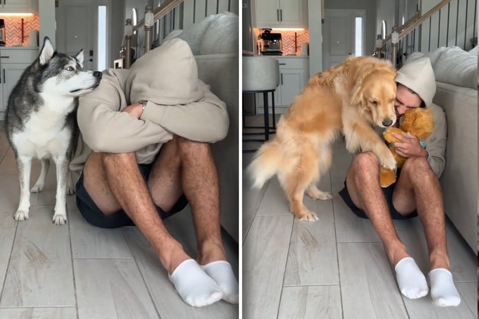 Corey Moriarty wollte mal wissen, wie seine fünf Hunde reagieren, wenn er traurig ist. Dafür ließ er jeden von ihnen einzeln ins Zimmer.