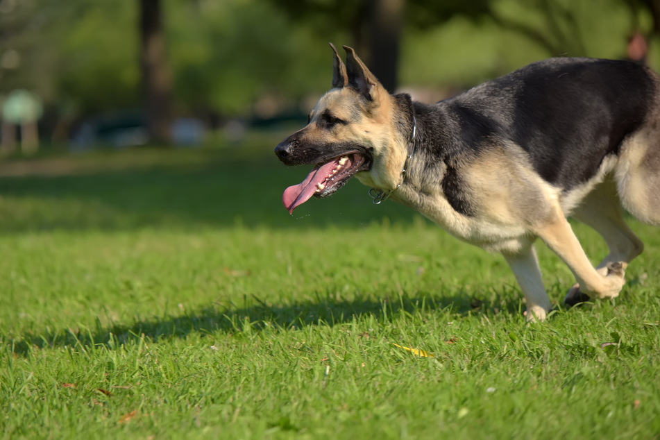 Schäferhund ohne Leine verbeisst sich in Kopf von Kleinkind: Mädchen (3) in Lebensgefahr