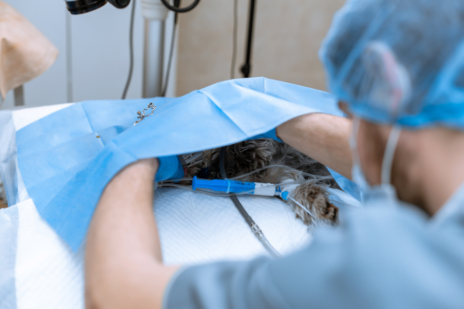 In richtigen Tierkliniken werden Operationen unter Einhaltung strenger Hygieneregeln durchgeführt. Eine sterile Umgebung und OP-Werkzeuge verhindern eine Infektion. (Symbolfoto)