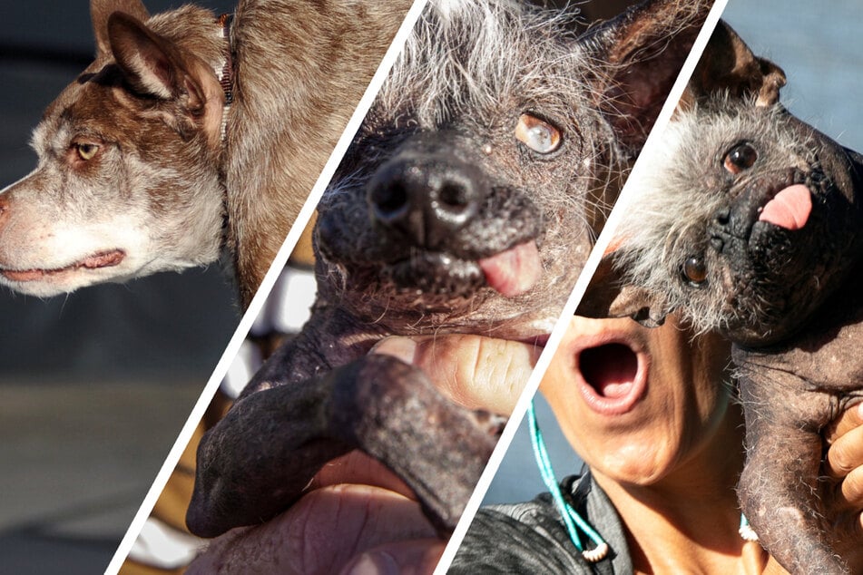 "Hässlichster Hund der Welt": Welche Vierbeiner-Visage gewinnt 2023?
