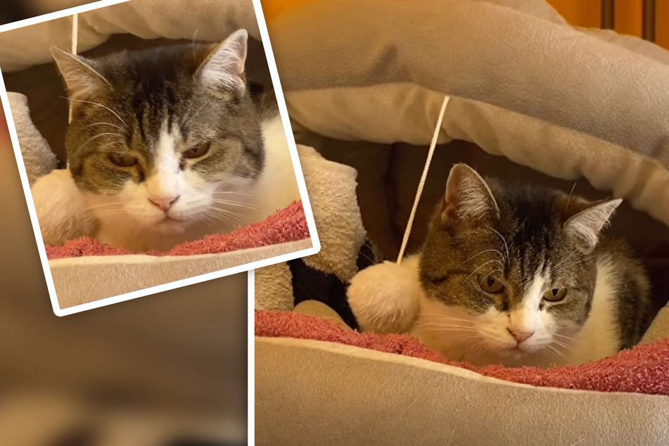 Katze mit Charakter sucht neues Zuhause: Elena "hat's gern gemütlich"