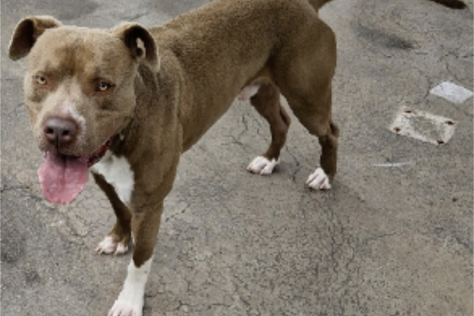Der Pitbull Terrier ist zwar ein Listenhund, aber so freundlich und umgänglich, dass er auch an Hundeanfänger vermittelt werden würde.