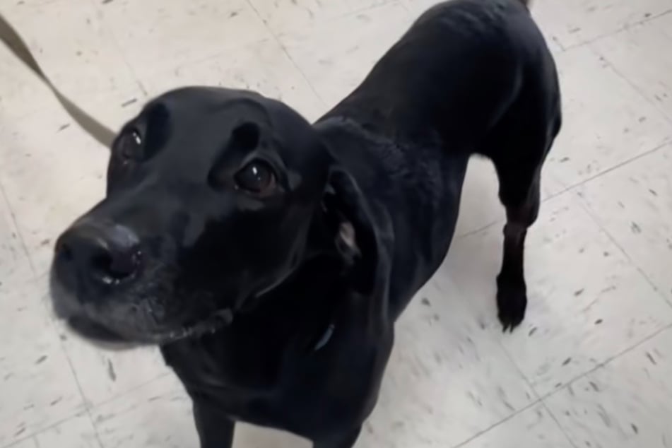 Als Sam ins Tierheim kommt, wedelt er freudig mit dem Schwanz.