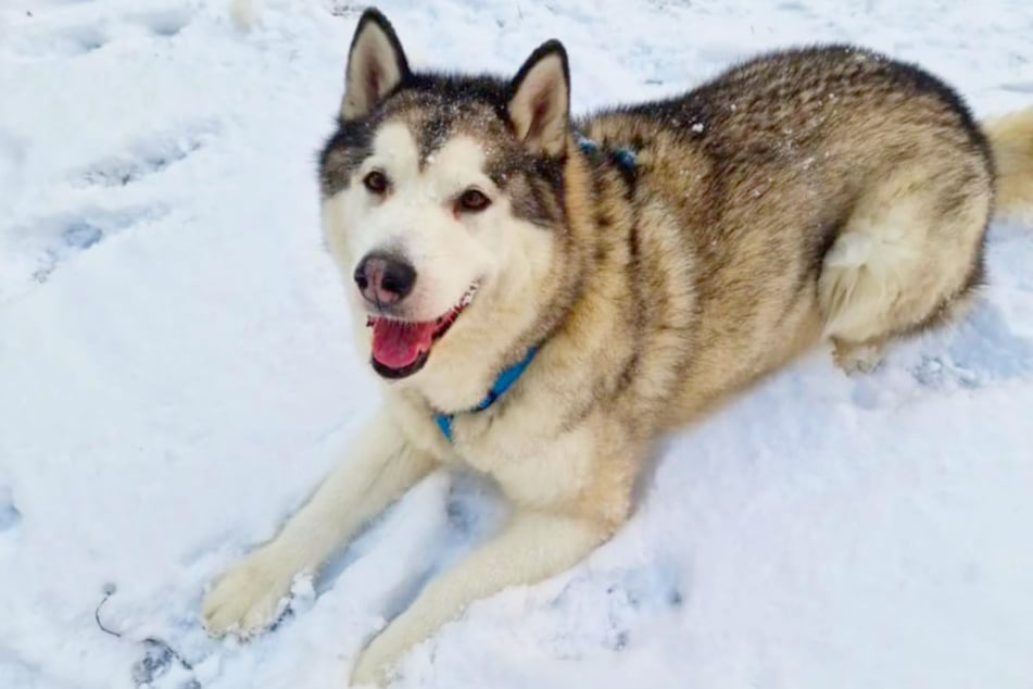 Your pet will love these Chewy finds on Saturday, December 13