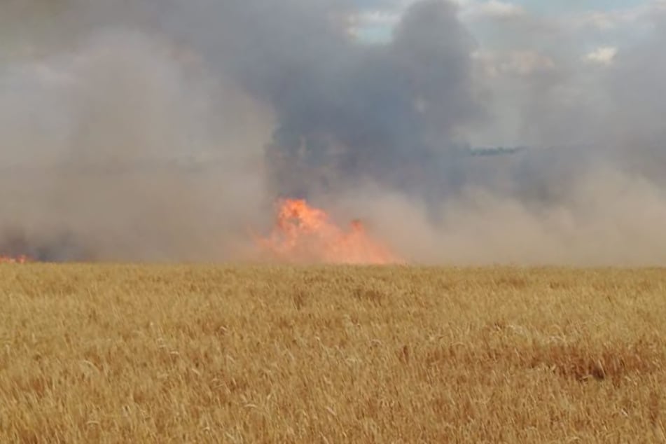 Auf einer Fläche von fünf Hektar brannte ein Feld.